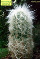 Old Man of the Andes
